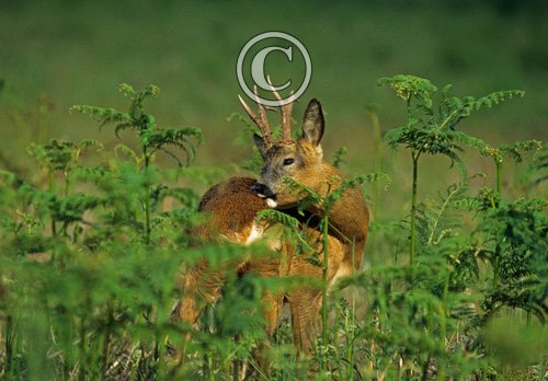 Roe Deer Buck DM0692